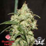 Illuminati Seeds ECSD x 13 Roses